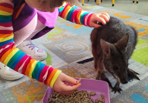 Dziewczynka głaszcząca kangurka.